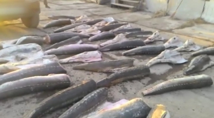 В Хабаровске вынесен приговор 5 участникам преступной группы, которые признаны виновными в незаконном обороте рыбы осетровых видов общей массой свыше 7,5 тонн